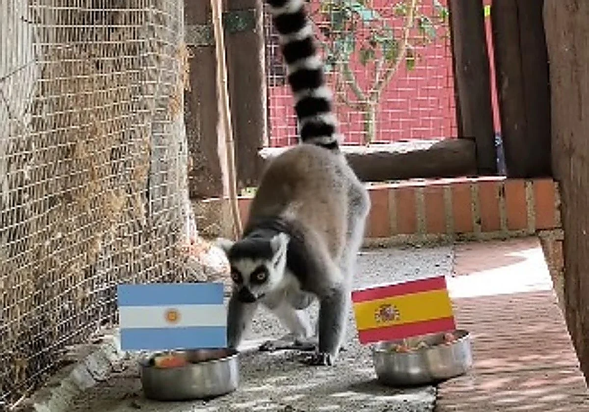 The Costa Tropical lemur who predicted the World Cup winners