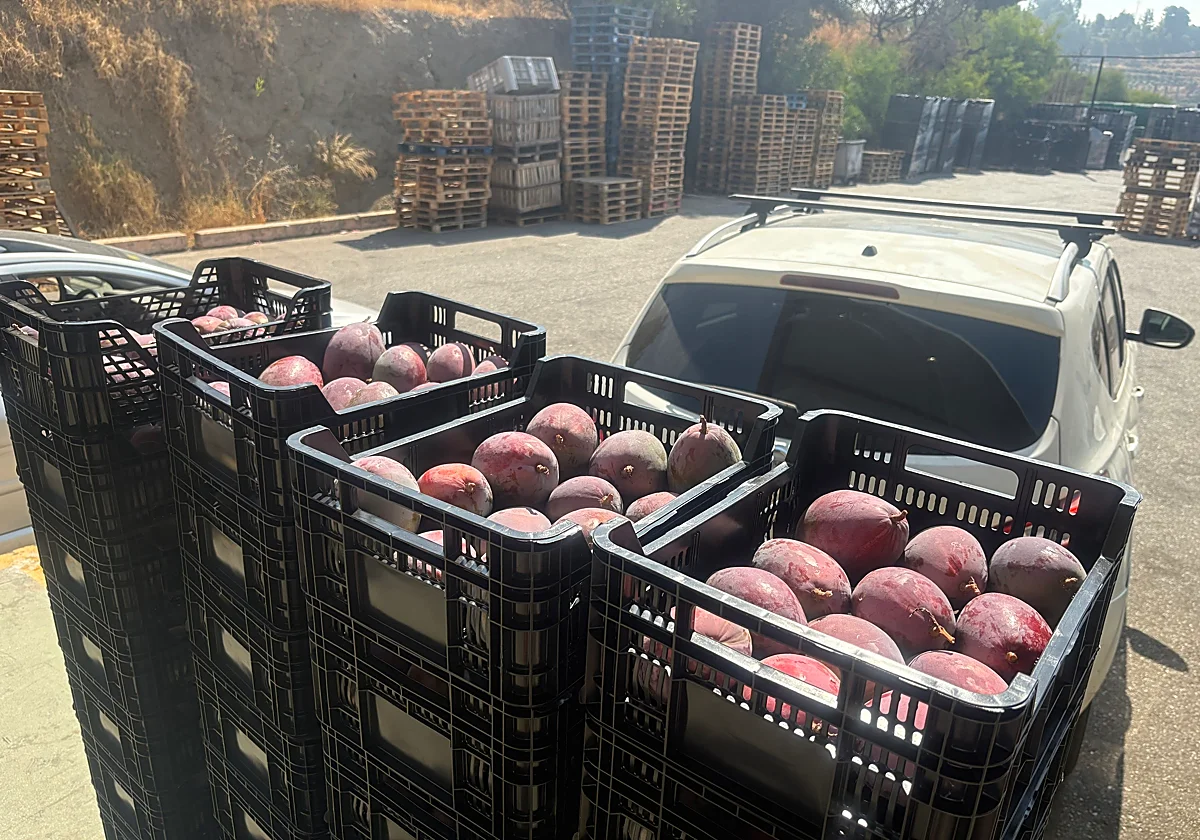 El sector pide frenar la venta de mangos inmaduros para proteger la marca Málaga