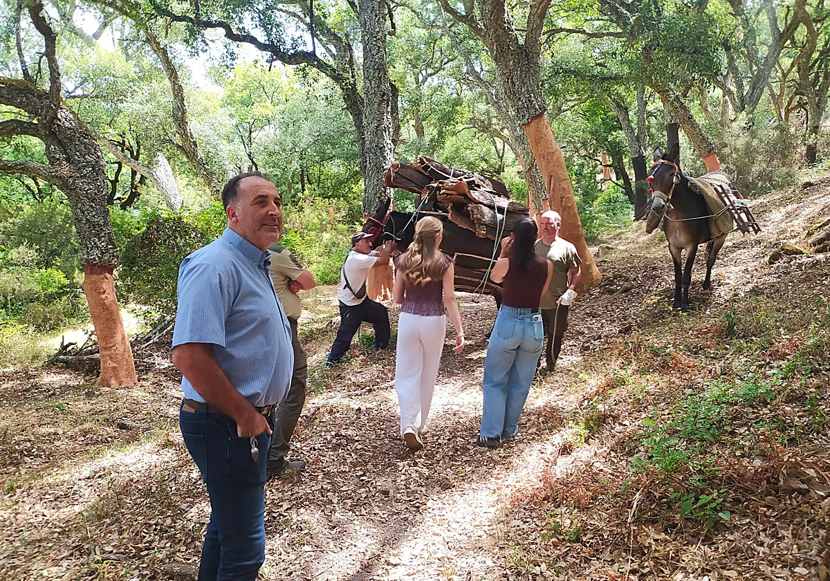 Ronda extraerá casi medio millón de kilos de corcho de sus montes