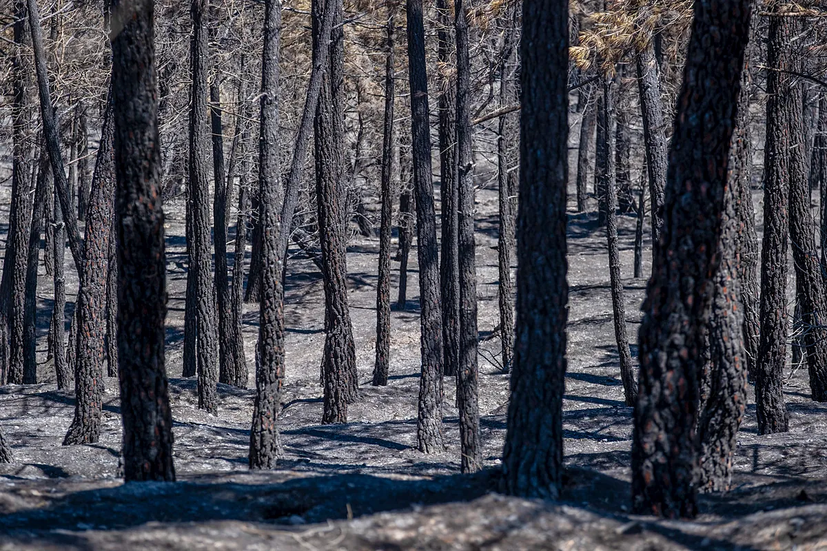 Sánchez reitera un "gran pacto de Estado" contra la emergencia climática en su visita al incendio de Guadalajara