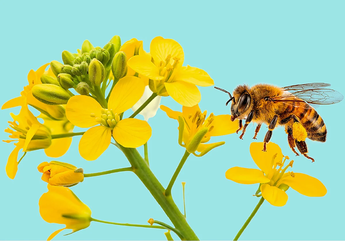 ¿Abejas en tu sombrilla? No es por el calor, se llama enjambrazón