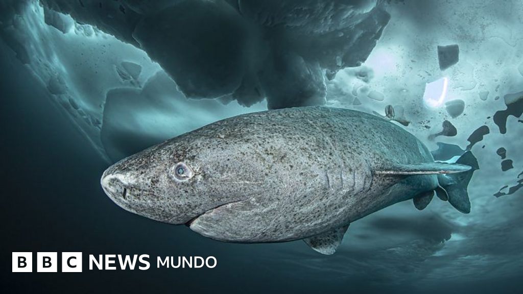 Lo que un tiburón que vive 400 años nos puede enseñar sobre la longevidad