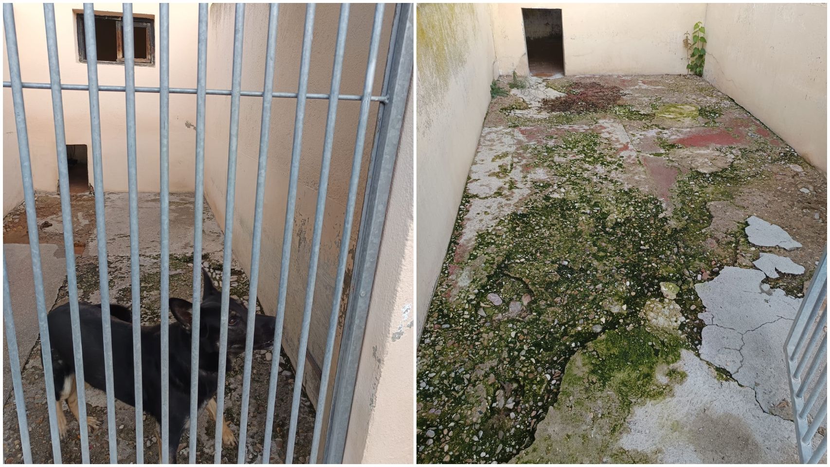 El "claro deterioro" de las jaulas donde viven los perros de élite de la Guardia Civil en El Pardo: "Protegen a la Familia Real"