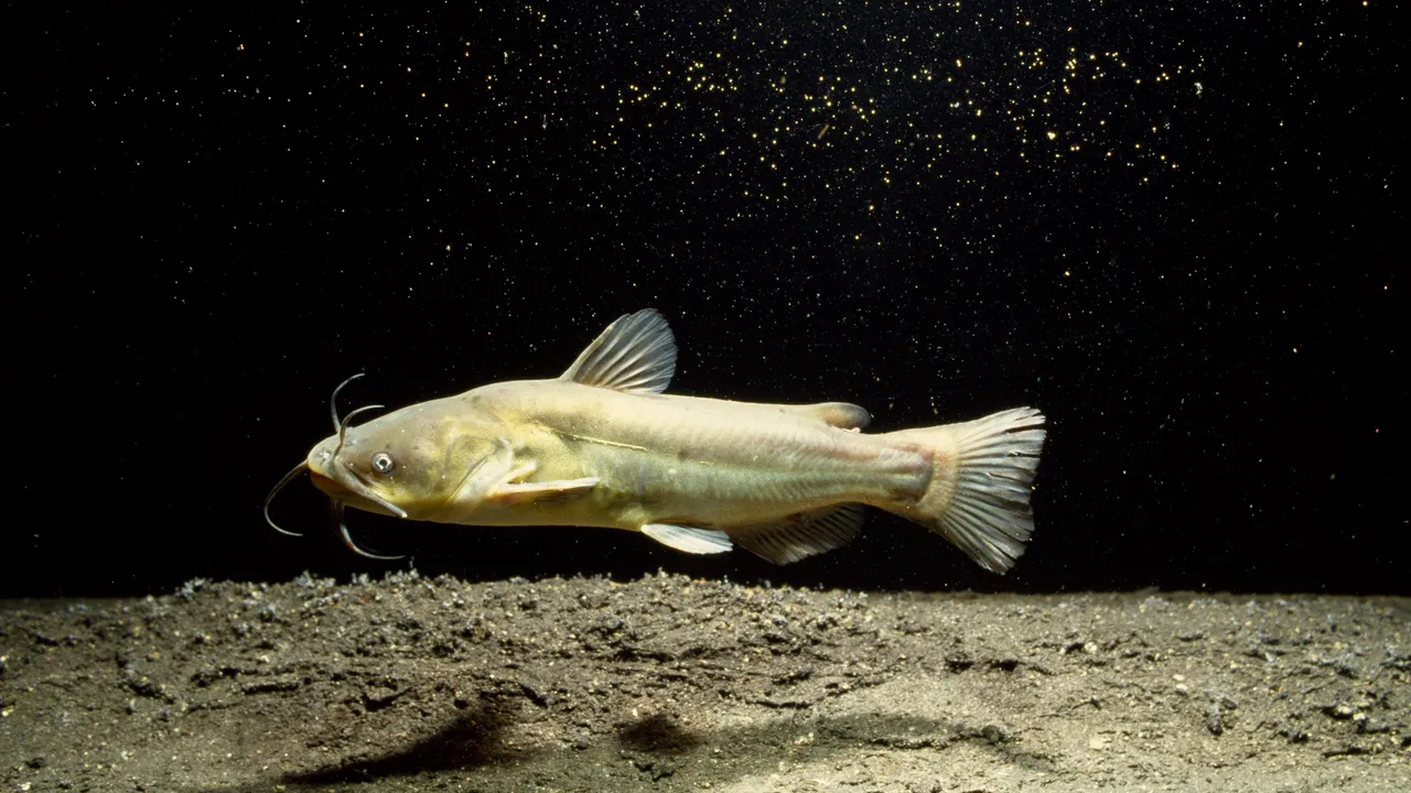 Descubren una forma contagiosa de cáncer de piel en los peces de un lago de Norteamérica
