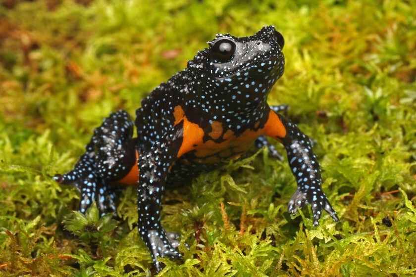 Esta rana es una de las criaturas más vistosas del mundo. El turismo fotográfico le está costando la existencia