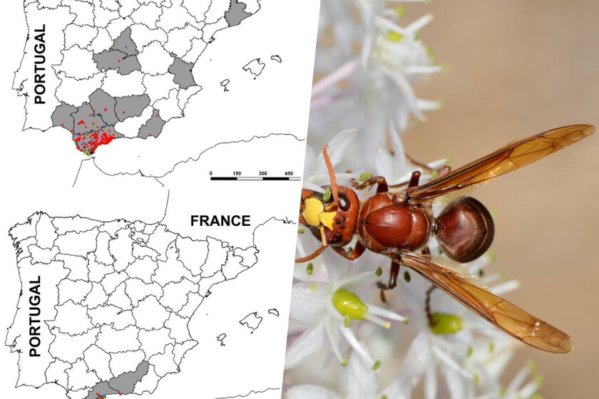 La avispa que caza abejas para alimentar a sus crías ya está está en toda Andalucía, y no es la única