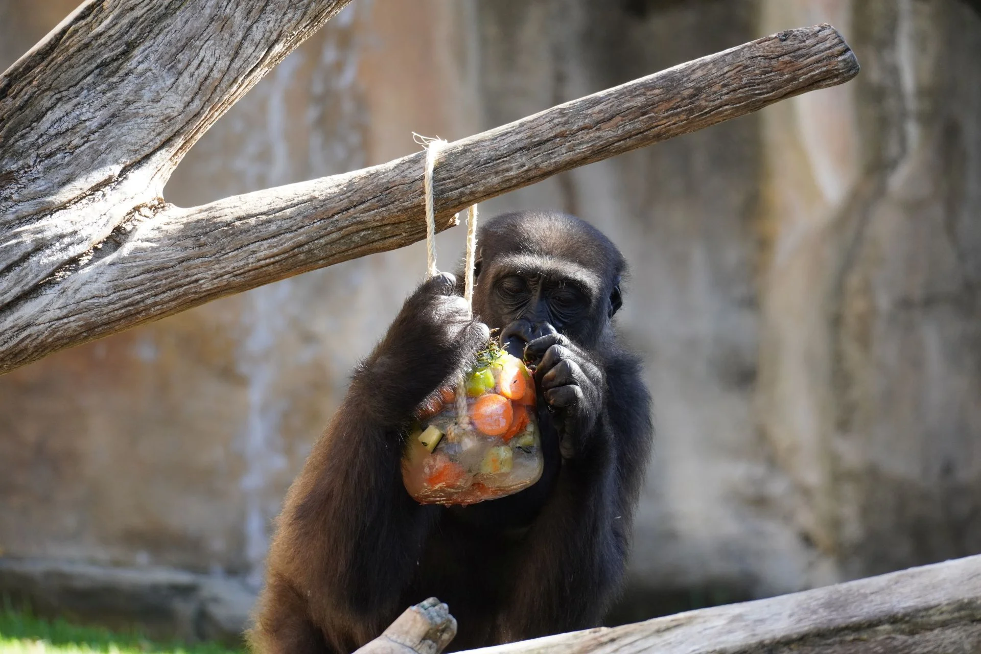 Helados personalizados para tigres y gorilas en Bioparc Fuengirola contra la ola de calor