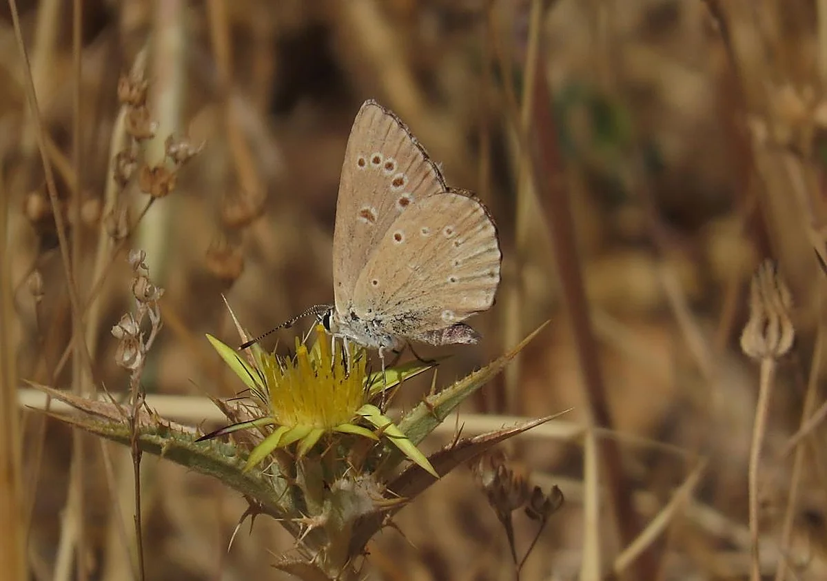 Cinco horas tras la pista de una de las mariposas más amenazadas de Andalucía