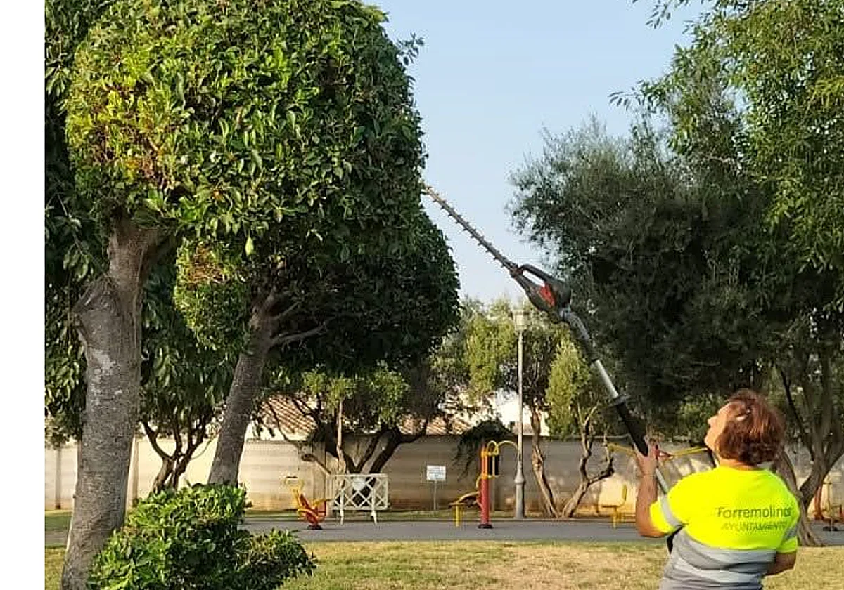 Torremolinos necesita un millón para mantener sus árboles y zonas verdes en Los Álamos