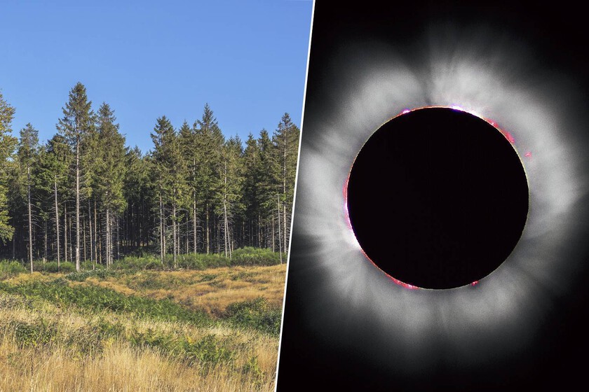 Un estudio decía que los árboles "sienten" los eclipses con 14 horas de antelación. La explicación real es mucho más aburrida