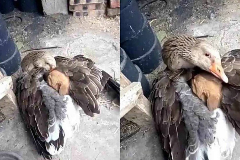 Resolviendo uno de los debates más intrigantes de la filosofía: si existe el "altruismo" entre los animales o no