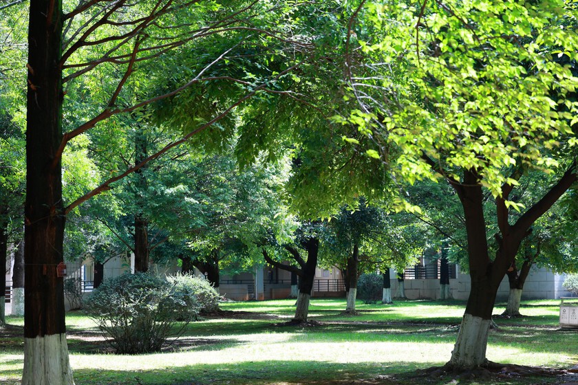 Si la pregunta es si los árboles y la vegetación sirven para combatir el calor, el Bioparc de Valencia tiene la respuesta: 13 grados menos