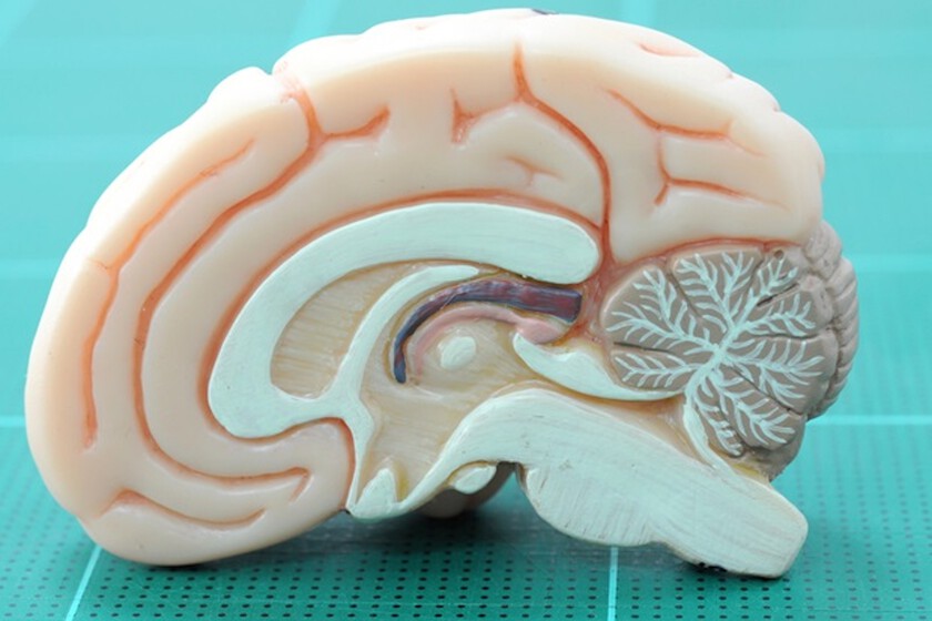 La ciencia relaciona el trauma infantil con los cerebros adultos que disfrutan menos. La sorpresa es dónde se escondía la explicación