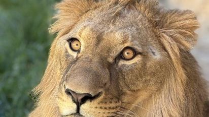 Alerta en la toledana Sierra de San Vicente por el posible avistamiento de un león: "Extremen las precauciones"