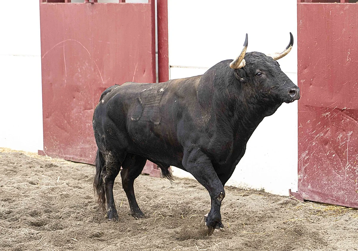'Aguilito', primer toro para Morante en su regreso a La Malagueta