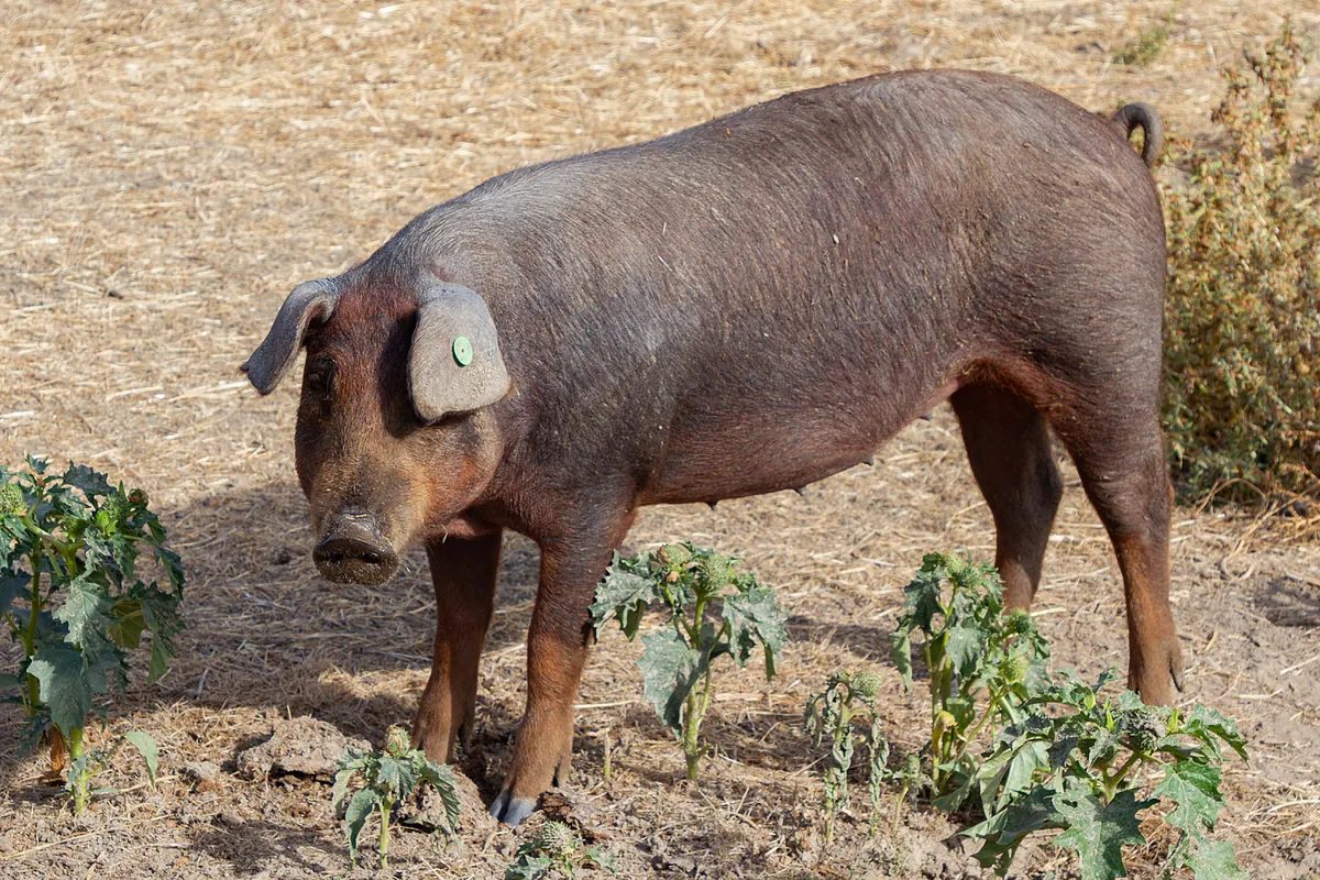 La peste porcina da tregua al sector cárnico