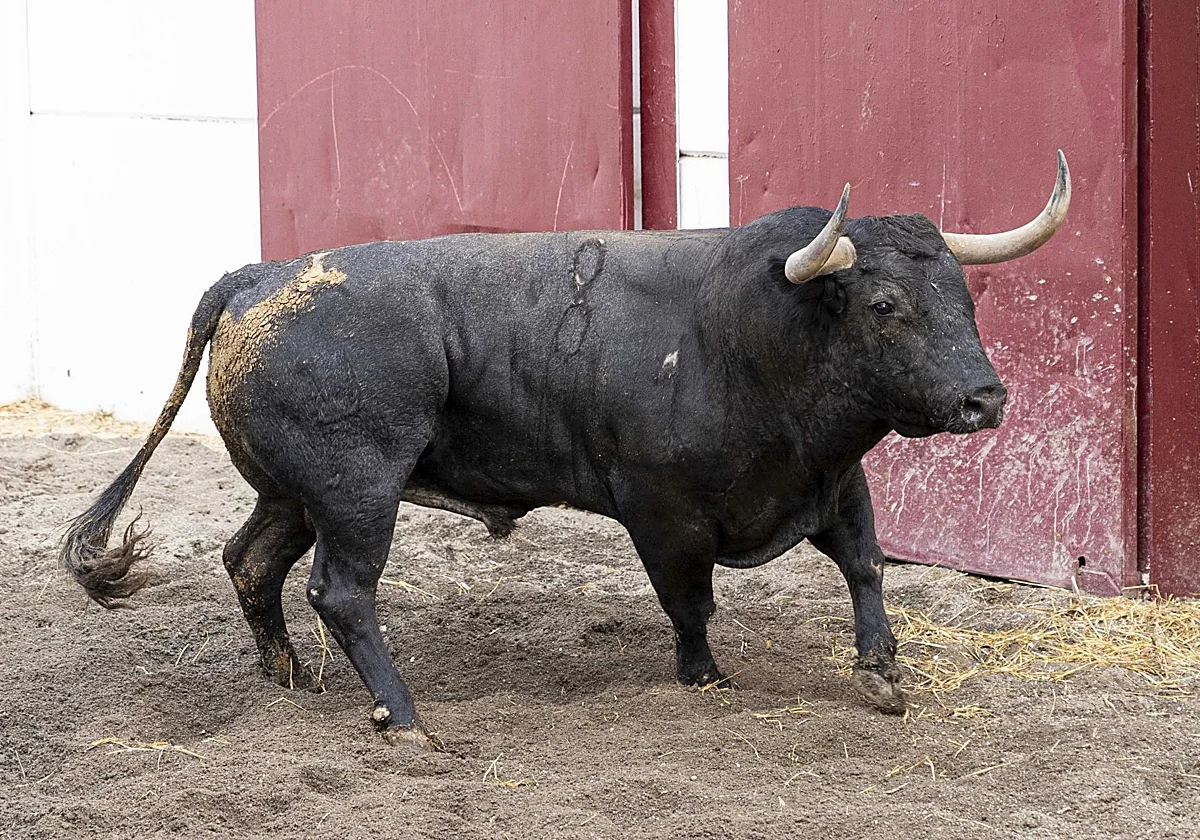 'Garrochista' abrirá el festejo del regreso de Victorino Martín a Málaga