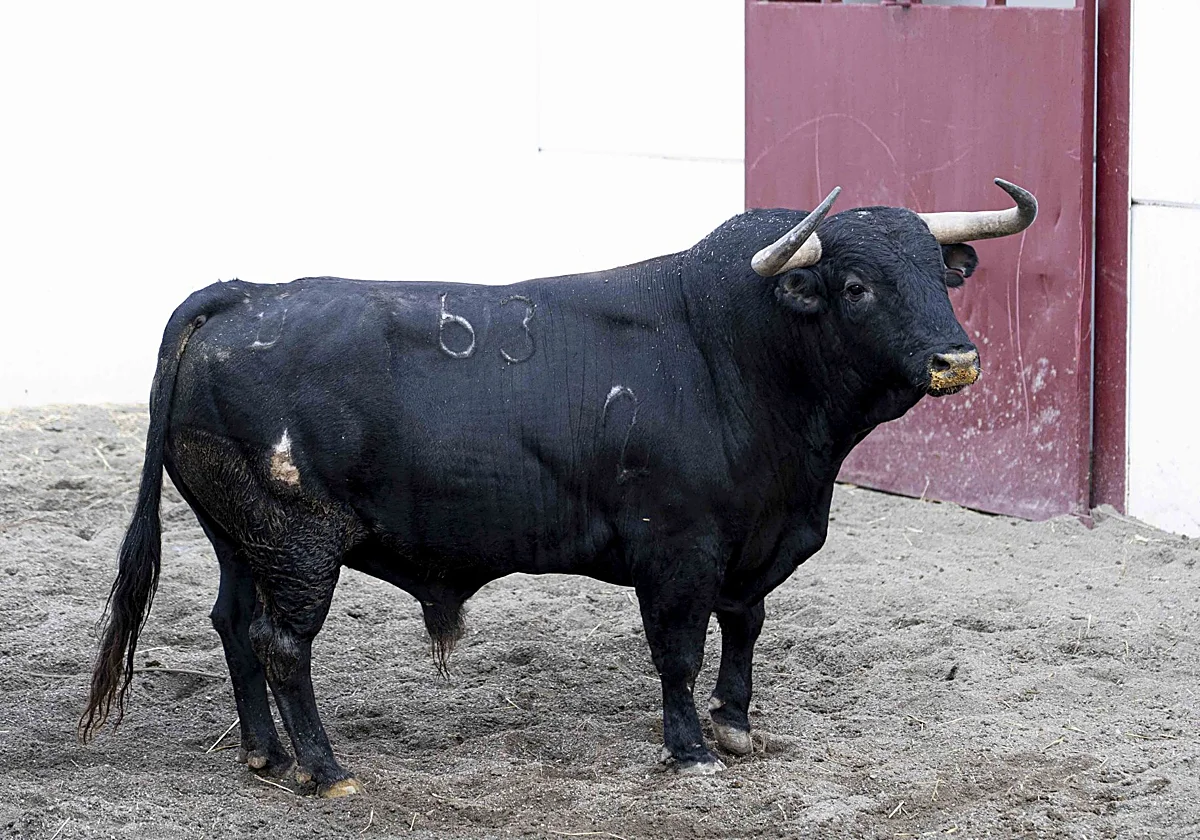 Toros de tres ganaderías para el cartel estrella de la Feria de Málaga