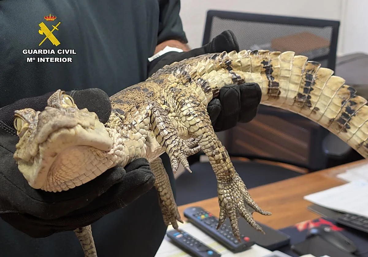 Identificados dos hombres que liberaron un caimán yacaré en el pantano de Almansa