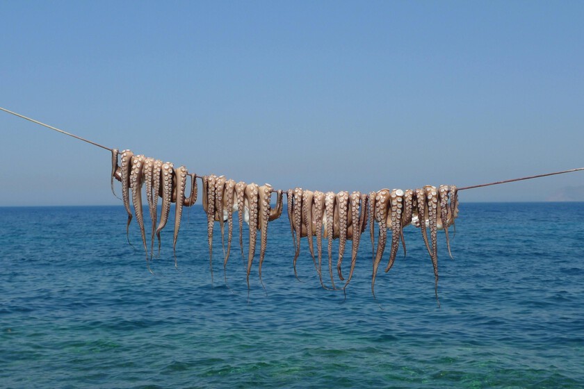 Reino Unido está viviendo una invasión sin precedentes. En seis meses han capturado más pulpos que toda la flota gallega en dos años
