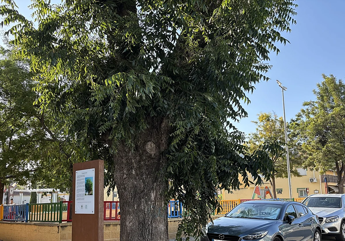 Un nogal con 86 años en Alhaurín de la Torre