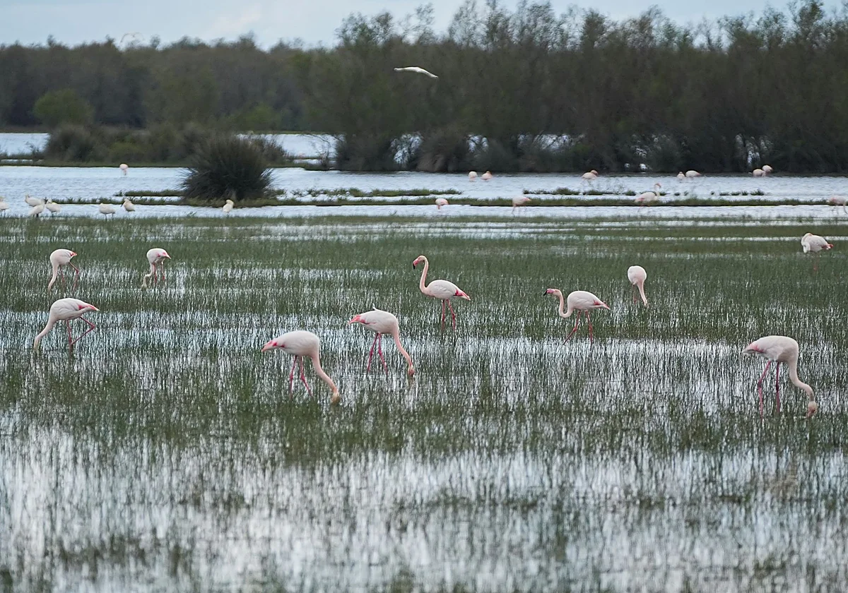 Andalucía intenta blindar sus humedales frente al cambio climático