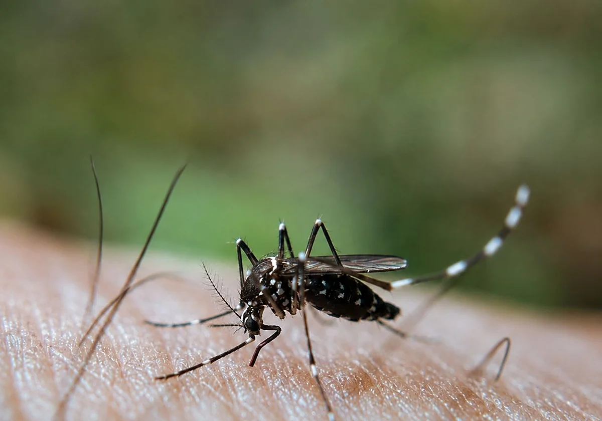 Más controles durante un mes: qué cambia ahora con la alerta por virus del Nilo en Cártama