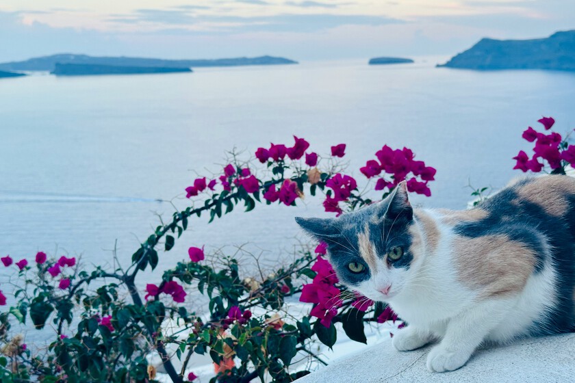 Si tu sueño es vivir gratis en una isla griega a cambio de cuidar gatos callejeros, tenemos una excelente noticia que contarte