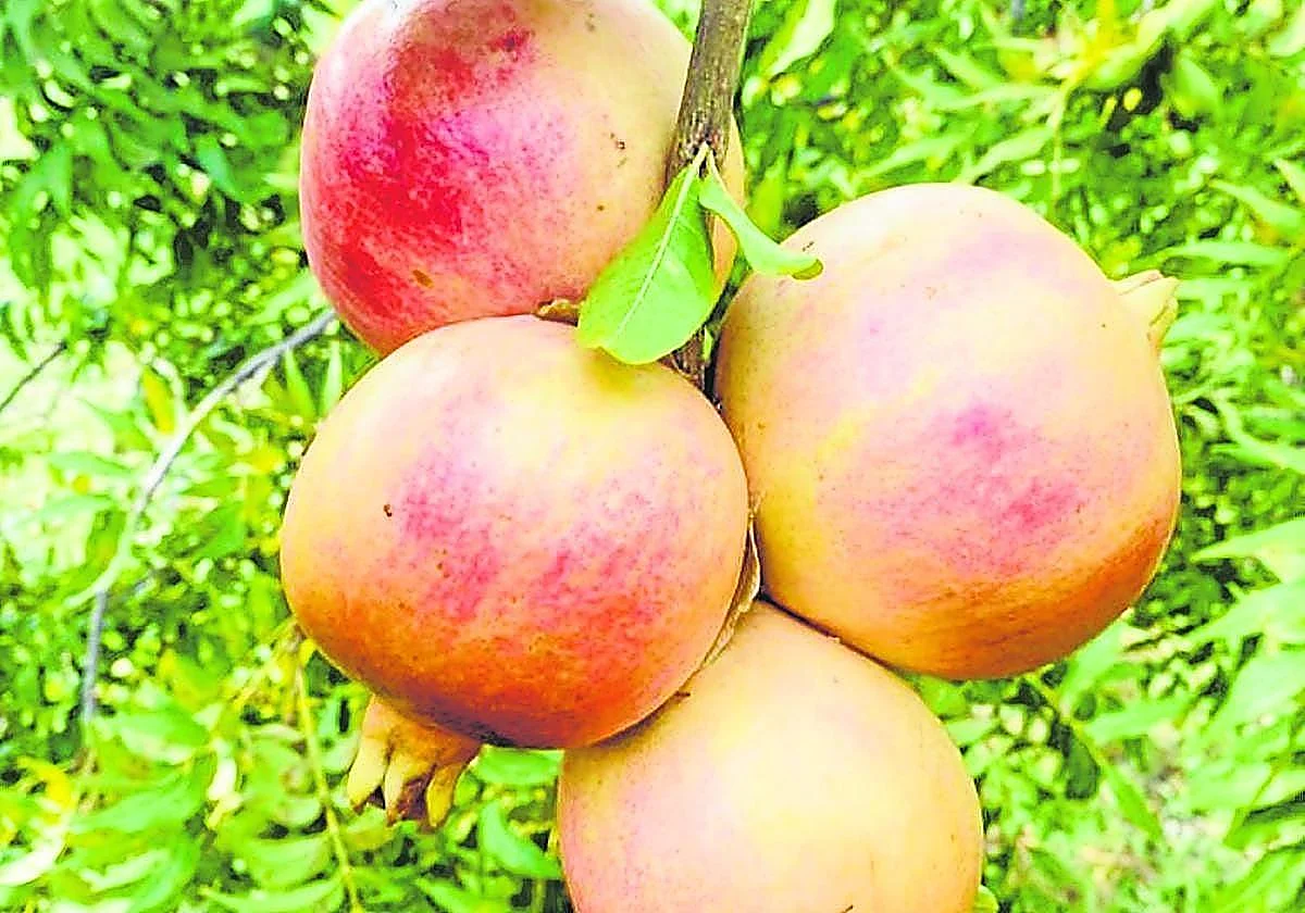 Descubren un compuesto que el organismo produce tras comer granadas y que mejora un tipo raro de insuficiencia cardíaca