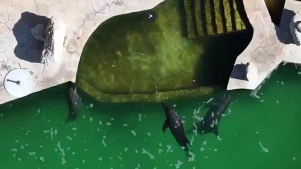 Nueve delfines mexicanos viven en total abandono porque la reforma que prohibió los shows no previó santuarios