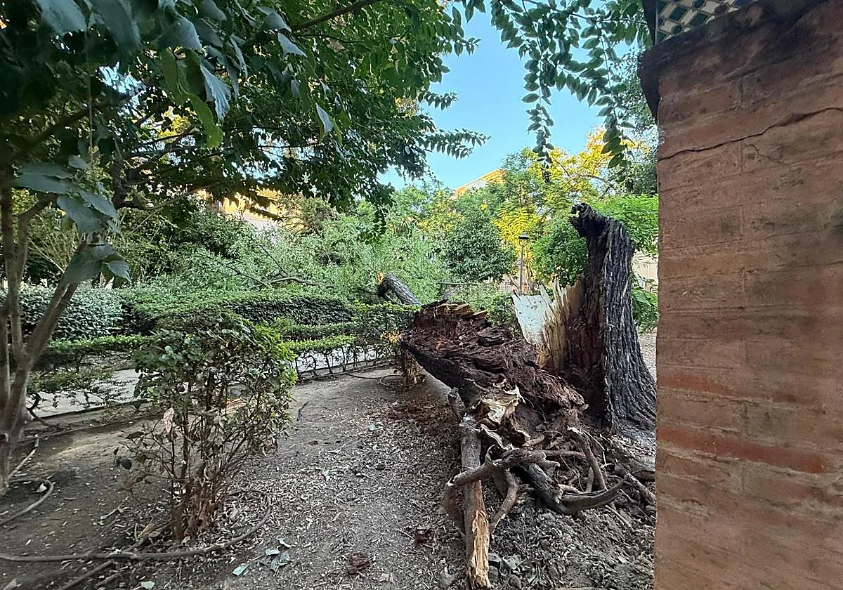 La caída de un árbol de grandes dimensiones obliga a cerrar el parque de la plaza Alfonso XII