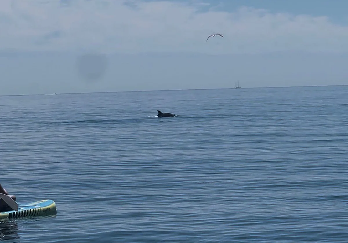 Dos delfines hacen las delicias de los bañistas en la playa de Valle Niza