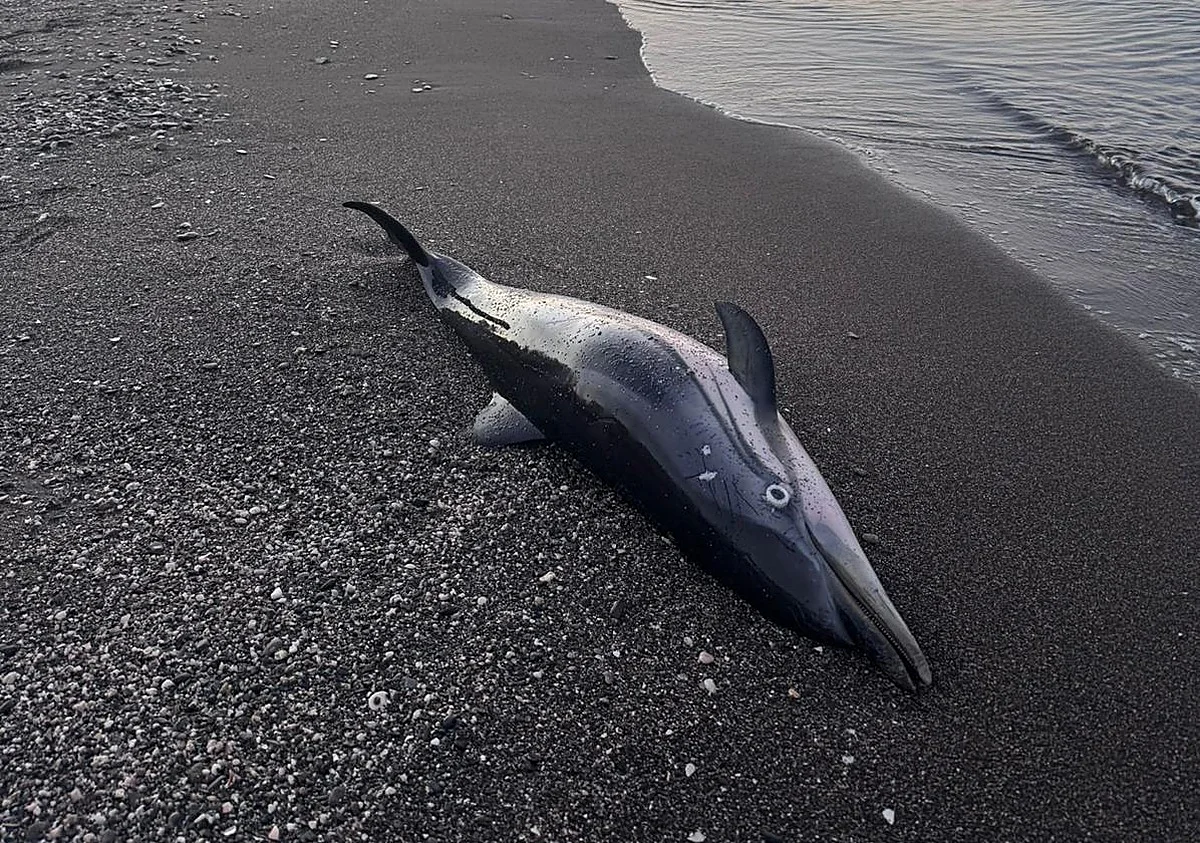 Localizan un delfín muerto en la playa de Rincón de la Victoria