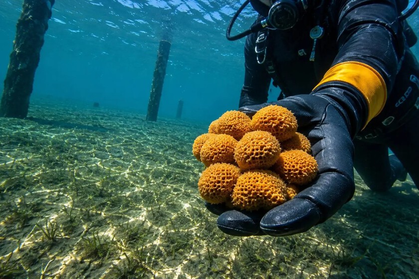 Unos científicos metieron 42 esponjas marinas en el puerto español más contaminado. 455 días después han descubierto a la más resistente