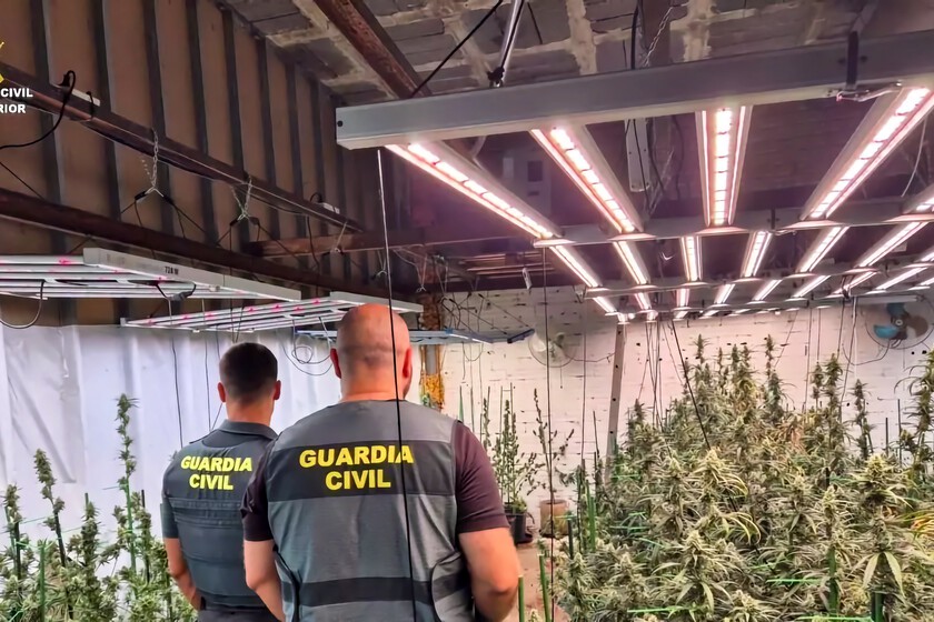 Alquiló un chalé en Madrid, pinchó la luz y lo convirtió en una plantación de casi 400 plantas de marihuana