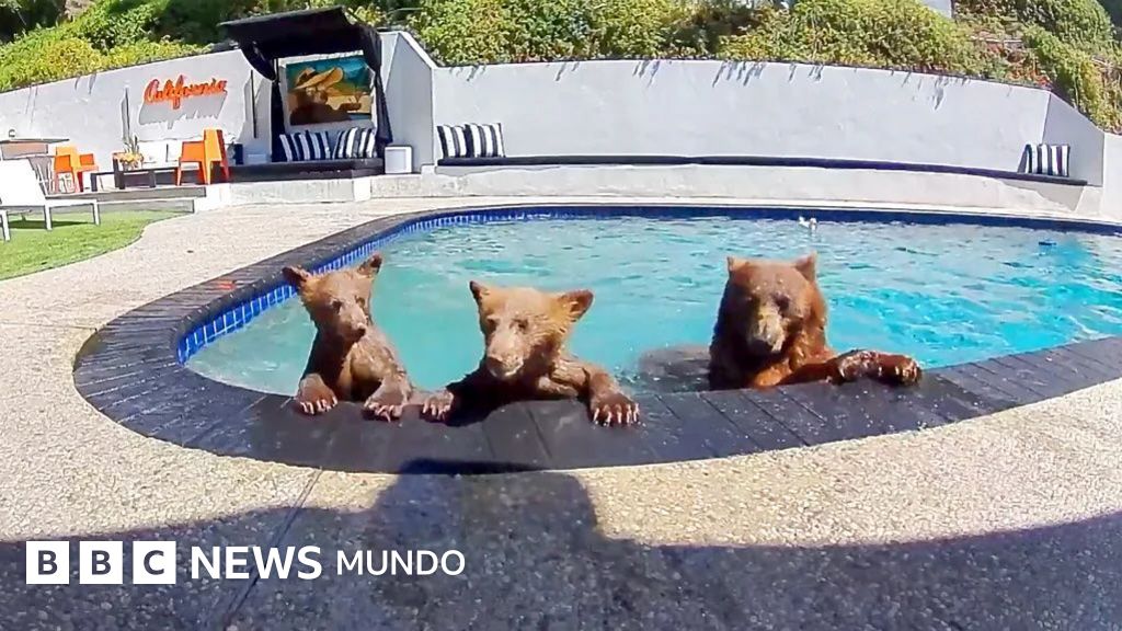 EN VIDEO | Compartimos casa con una familia de osos que se baña varios días a la semana en nuestra piscina