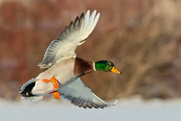 El patito feo del Ibex que gusta a la mayoría y puede volar un 22%