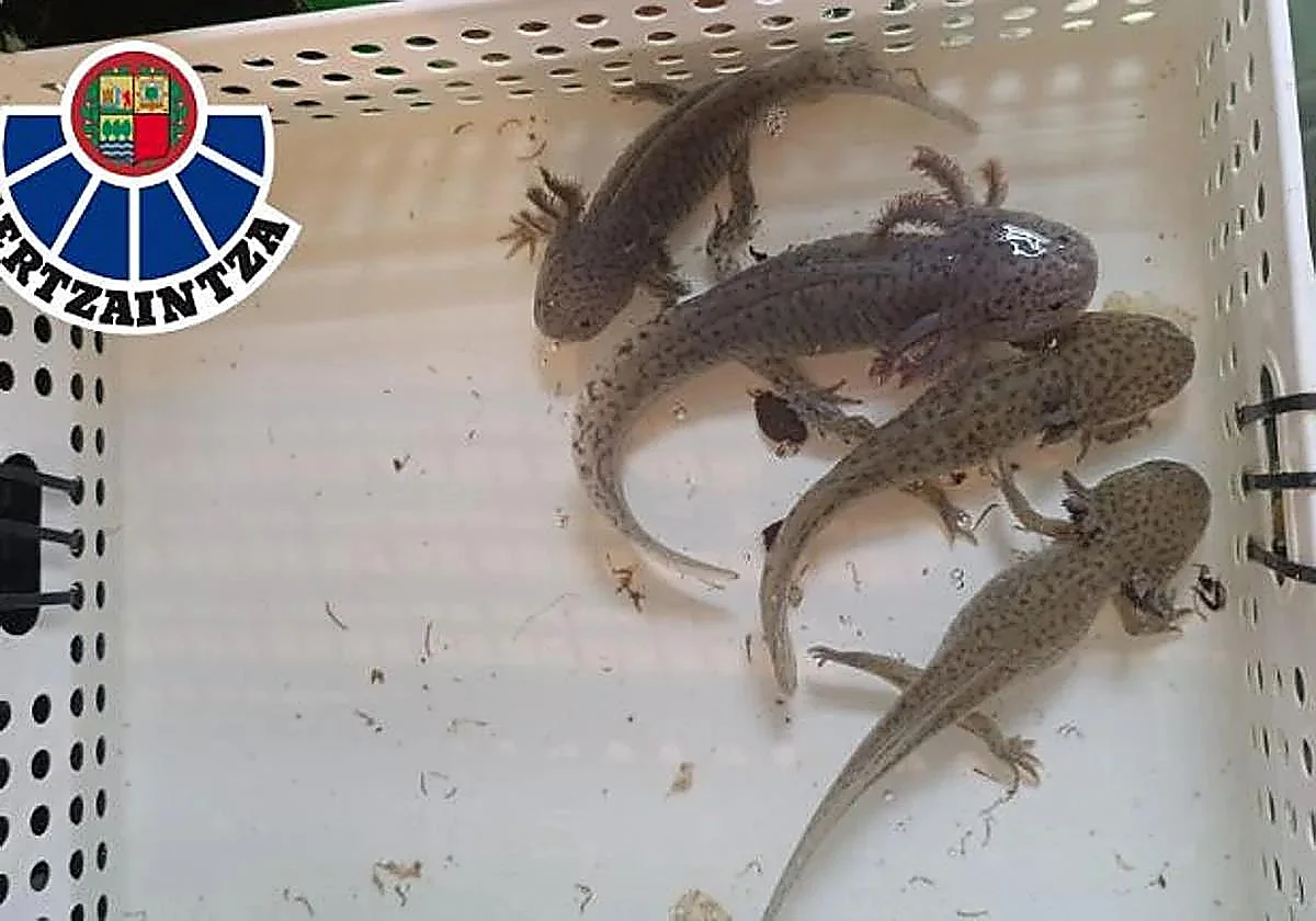 Investigan a una mujer por enviar un paquete con dos salamandras mexicanas vivas en botellas de agua en Bilbao