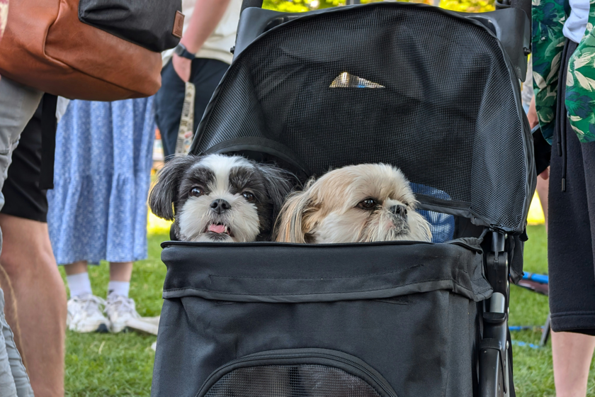 Creíamos que las mascotas estaban sustituyendo a los hijos. Un estudio sugiere justo lo contrario