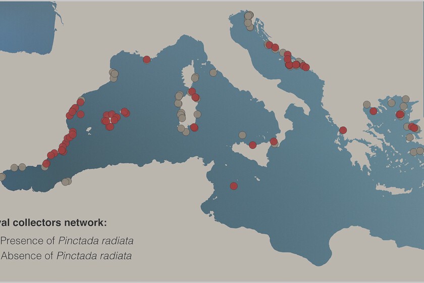 Esta ostra tropical fue la primera especie invasora del Mediterráneo. 150 años después, está colonizando España