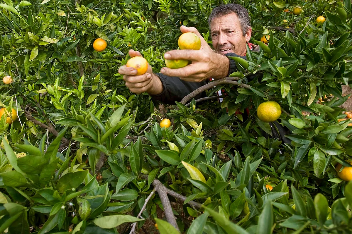 Gi Group busca 800 trabajadores para recoger naranjas en Valencia