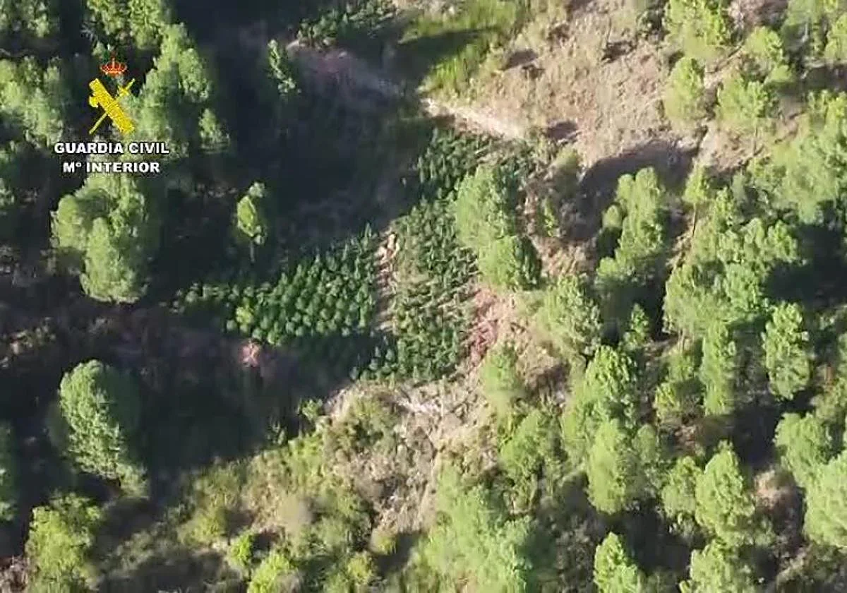 Desarticulado un grupo de narcos que deforestaba bosques en Cuenca para cultivar marihuana