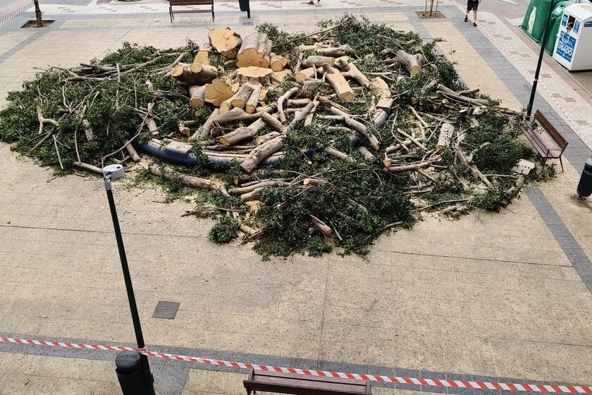 "Se ha hecho lo que se tenía que hacer": el alcalde de Málaga defiende la tala del árbol centenario que todo el barrio quería salvar