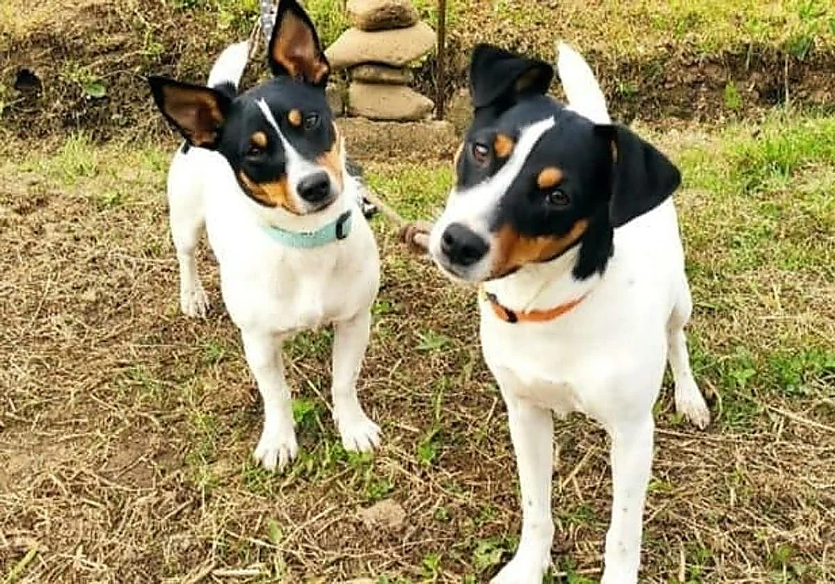 Yoga con perros o repostería canina: Dog Fest llega a Málaga