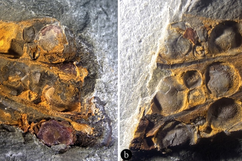 Una flor adelantada a su tiempo: hallan en China un fósil de 295 millones de años que sitúa a los frutos antes que los dinosaurios