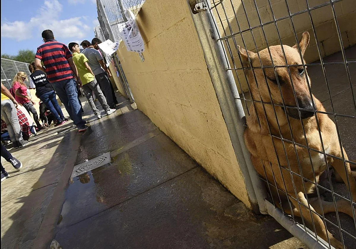 Medalla de la ciudad a la Protectora de Animales: su creación en 1876 «fue revolucionaria»