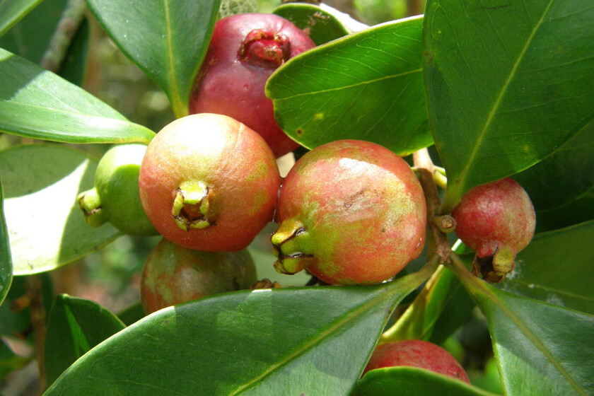 Lo plantaron en 1825 como alimento: 200 años después, se ha convertido en un árbol invasor que se combate con drones e insectos