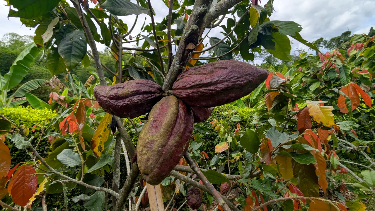 El cacao está en peligro por lluvias cada vez más intensas