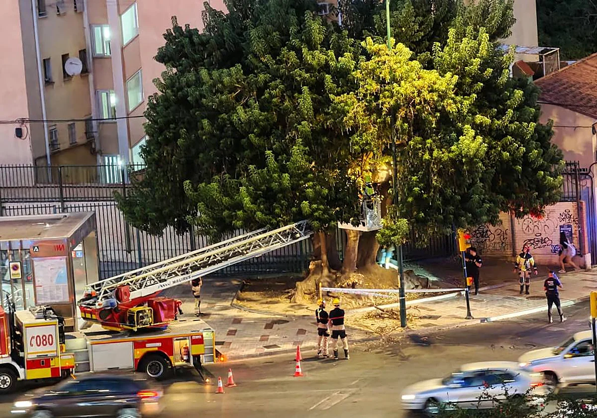 Málaga intensifica la inspección y poda de árboles para prevenir caídas de grandes ramas