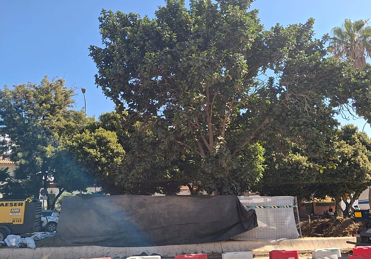 Operación salvar el ficus del Materno: lo van a mover junto a la Rosaleda por la obra del metro
